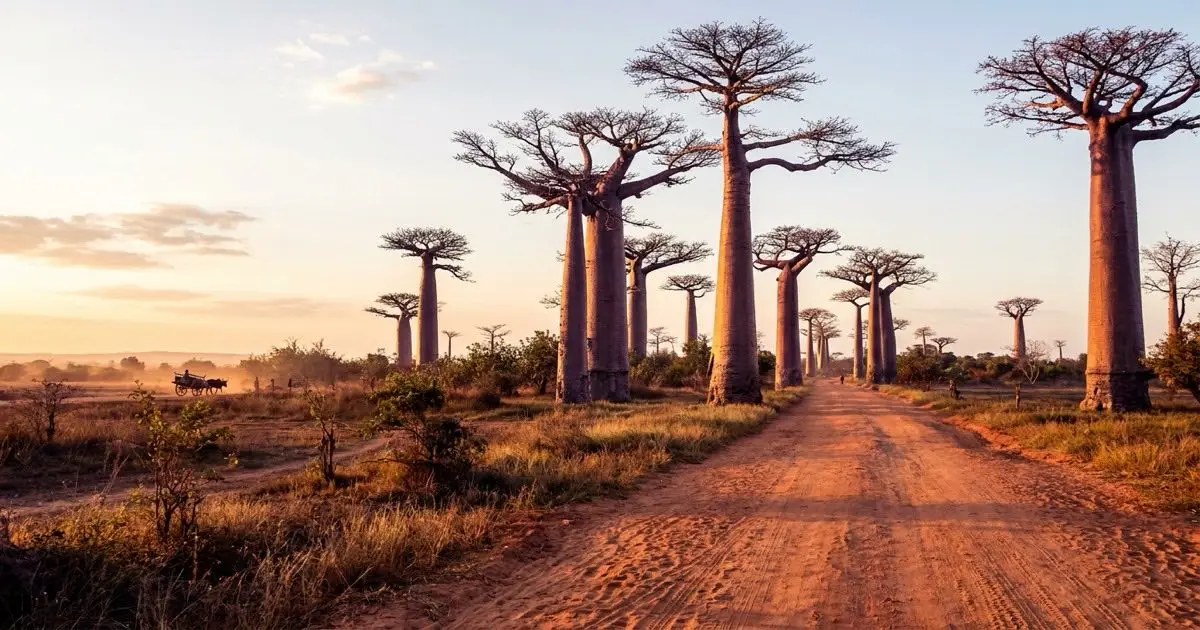 Madagascar — travel eSIM by esimbloom